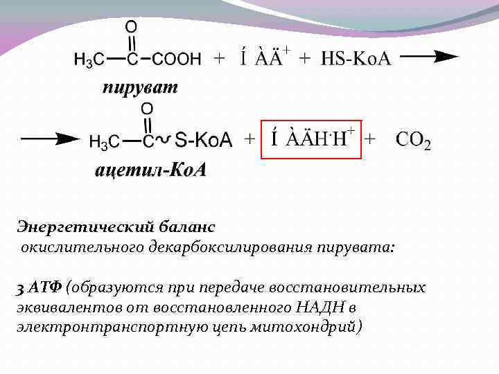 Энергетический баланс окислительного декарбоксилирования пирувата: 3 АТФ (образуются при передаче восстановительных эквивалентов от восстановленного