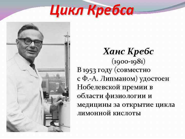 Цикл Кребса Ханс Кребс (1900 -1981) В 1953 году (совместно с Ф. -А. Липманом)