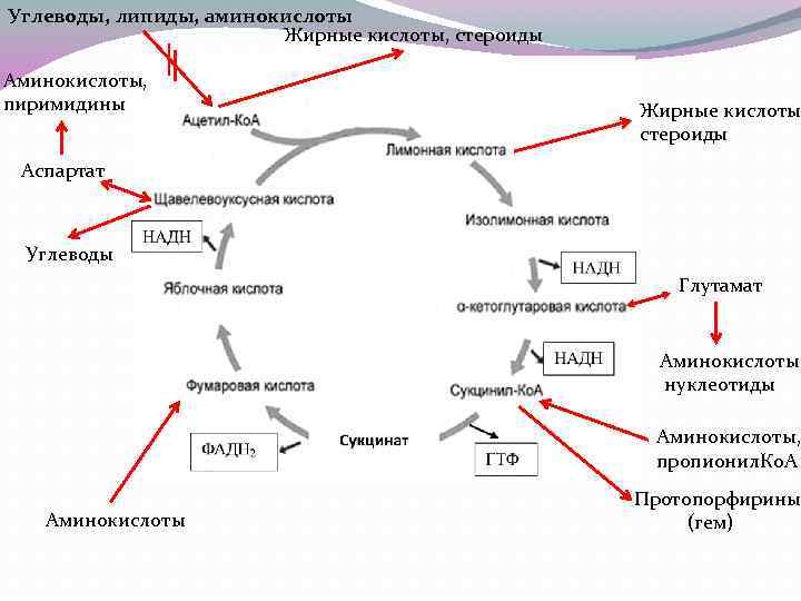Углеводы, липиды, аминокислоты Жирные кислоты, стероиды Аминокислоты, пиримидины Жирные кислоты стероиды Аспартат Углеводы Глутамат