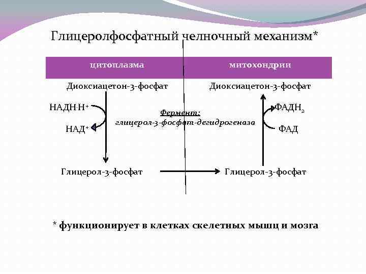 Глицеролфосфатный челночный механизм* цитоплазма митохондрии Диоксиацетон-3 -фосфат НАДН. Н+ НАД+ ФАДН 2 Фермент: глицерол-3