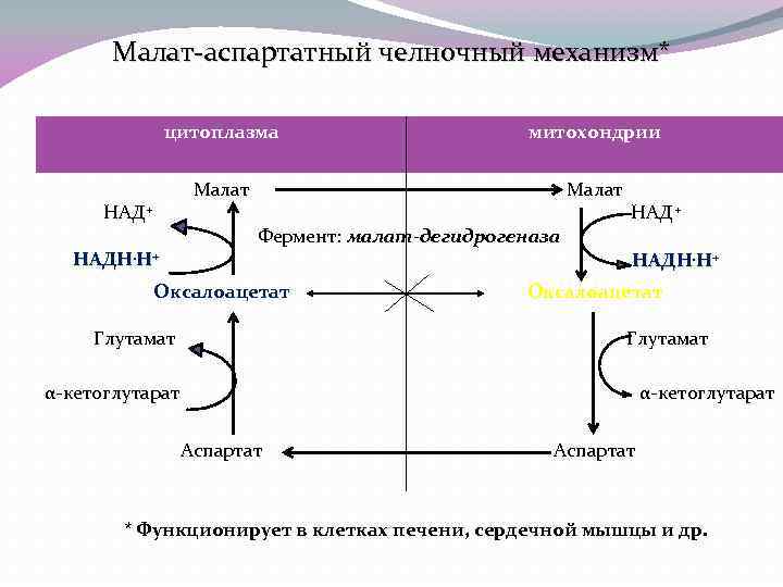 Малат-аспартатный челночный механизм* цитоплазма Малат НАД+ НАДН. Н+ митохондрии Малат НАД+ Фермент: малат-дегидрогеназа НАДН.