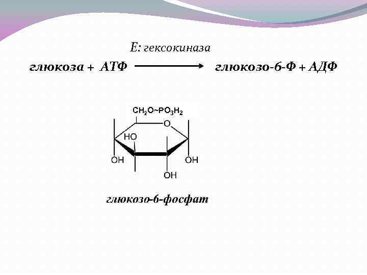  Е: гексокиназа глюкоза + АТФ глюкозо-6 -Ф + АДФ CH 2 O~PO 3