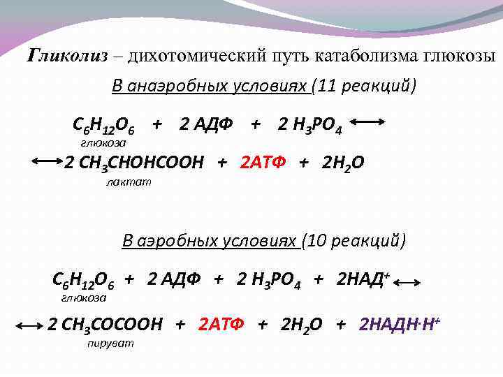 Гликолиз – дихотомический путь катаболизма глюкозы В анаэробных условиях (11 реакций) С 6 Н