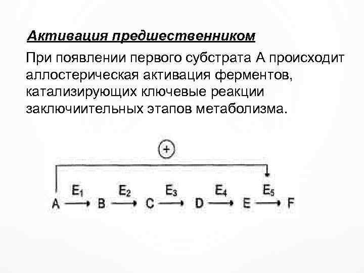 Активация предшественником При появлении первого субстрата А происходит аллостерическая активация ферментов, катализирующих ключевые реакции