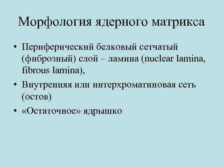 Морфология ядерного матрикса • Периферический белковый сетчатый (фиброзный) слой – ламина (nuclear lamina, fibrous