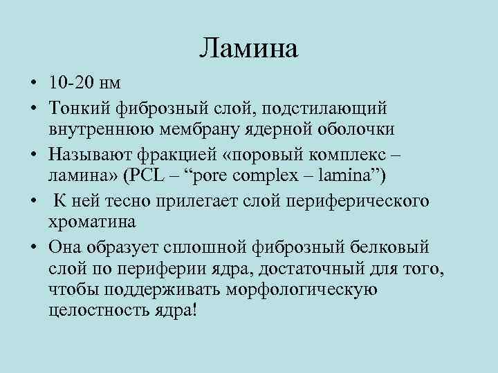 Ламина • 10 -20 нм • Тонкий фиброзный слой, подстилающий внутреннюю мембрану ядерной оболочки