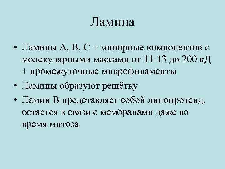 Ламина • Ламины A, B, C + минорные компонентов с молекулярными массами от 11