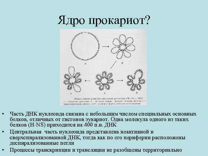 Ядро прокариот? • Часть ДНК нуклеоида связана с небольшим числом специальных основных белков, отличных