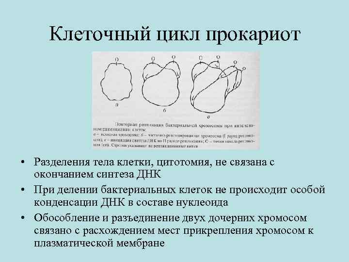 Клеточный цикл прокариот • Разделения тела клетки, цитотомия, не связана с окончанием синтеза ДНК