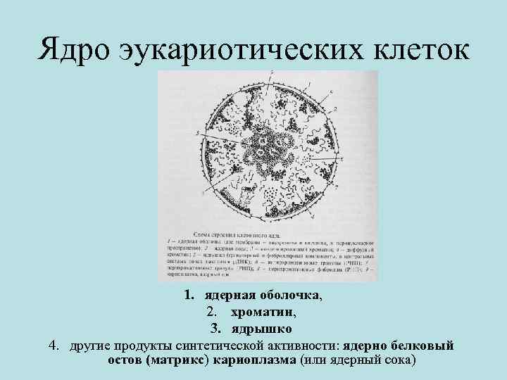 Строение ядра эукариотической клетки презентация 10 класс