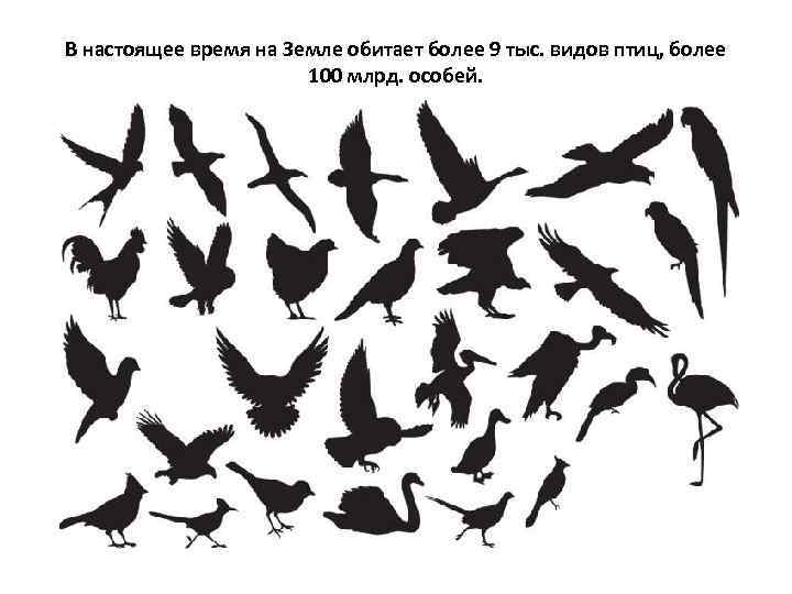 В настоящее время на Земле обитает более 9 тыс. видов птиц, более 100 млрд.