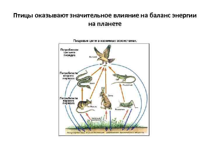 Птицы оказывают значительное влияние на баланс энергии на планете 