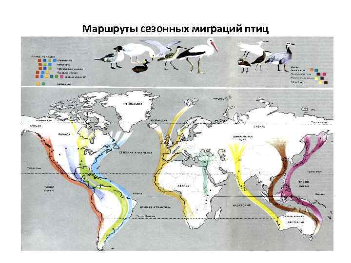 Маршруты сезонных миграций птиц 