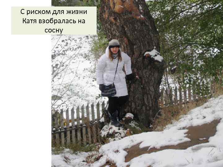 С риском для жизни Катя взобралась на сосну 