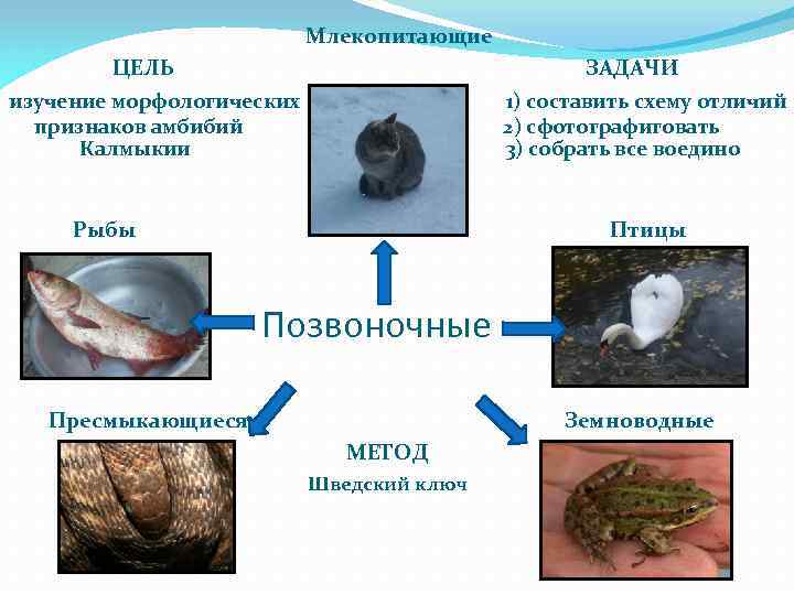 Млекопитающие ЦЕЛЬ ЗАДАЧИ изучение морфологических признаков амбибий Калмыкии 1) составить схему отличий 2) сфотографиговать