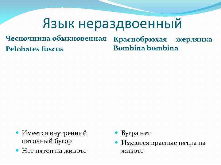 Язык нераздвоенный Чесночница обыкновенная Краснобрюхая жерлянка Bombina bombina Pelobates fuscus Имеется внутренний пяточный бугор