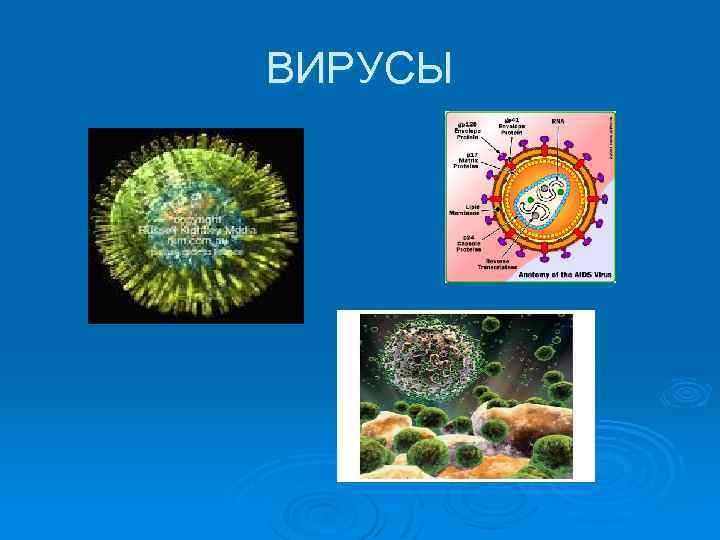 ВИРУСЫ 