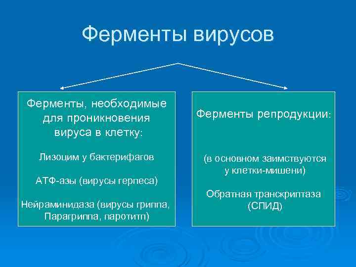 Ферменты вирусов Ферменты, необходимые для проникновения вируса в клетку: Лизоцим у бактерифагов АТФ-азы (вирусы