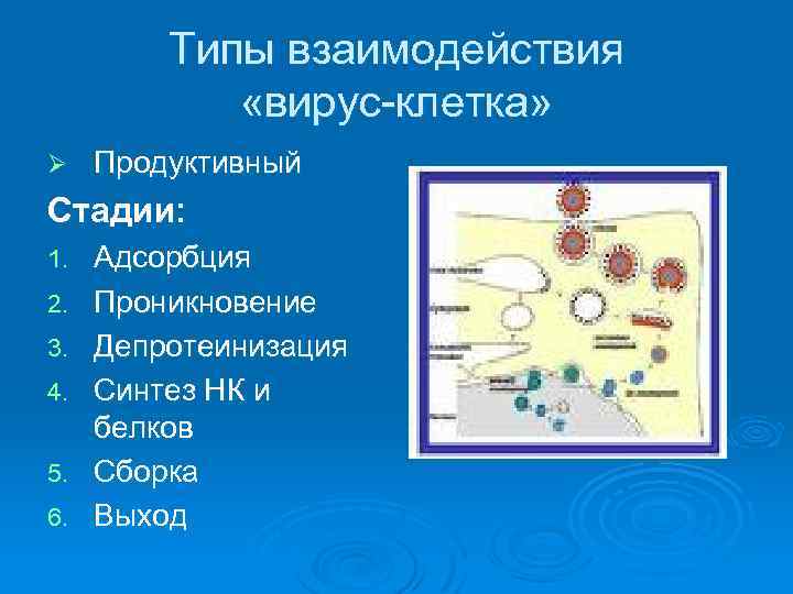 Типы взаимодействия «вирус-клетка» Ø Продуктивный Стадии: 1. 2. 3. 4. 5. 6. Адсорбция Проникновение