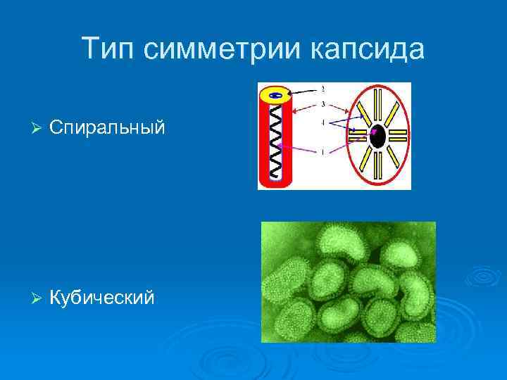 Тип симметрии капсида Ø Спиральный Ø Кубический 