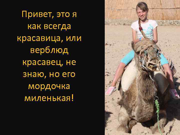 Привет, это я как всегда красавица, или верблюд красавец, не знаю, но его мордочка