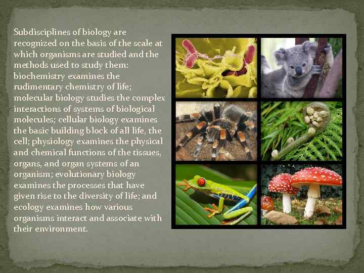 Subdisciplines of biology are recognized on the basis of the scale at which organisms