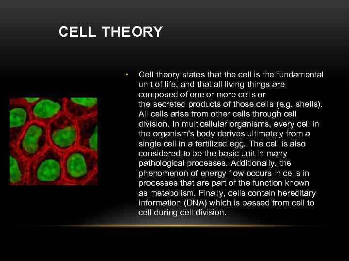 CELL THEORY • Cell theory states that the cell is the fundamental unit of