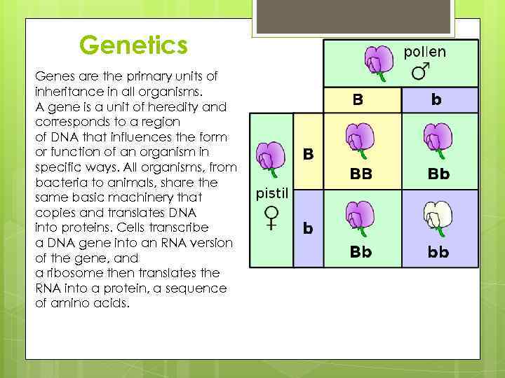 Genetics Genes are the primary units of inheritance in all organisms. A gene is