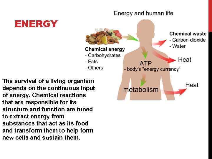 ENERGY The survival of a living organism depends on the continuous input of energy.