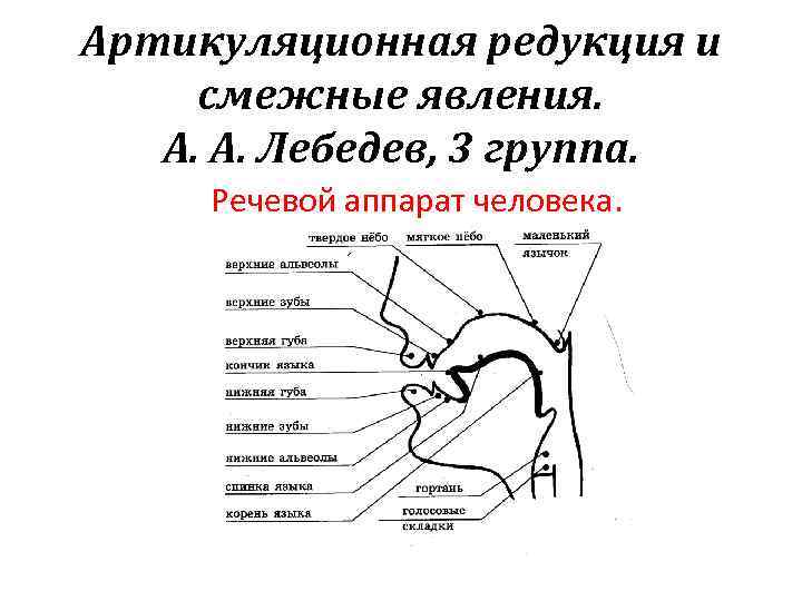 Артикуляционная редукция и смежные явления. А. А. Лебедев, 3 группа. Речевой аппарат человека. 