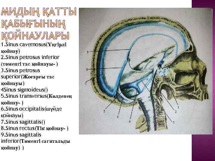 1. Sinus cavernosus(Үңгірлі қойнау) 2. Sinus petrosus inferior (төменгі тас қойнауы- ) 3. Sinus