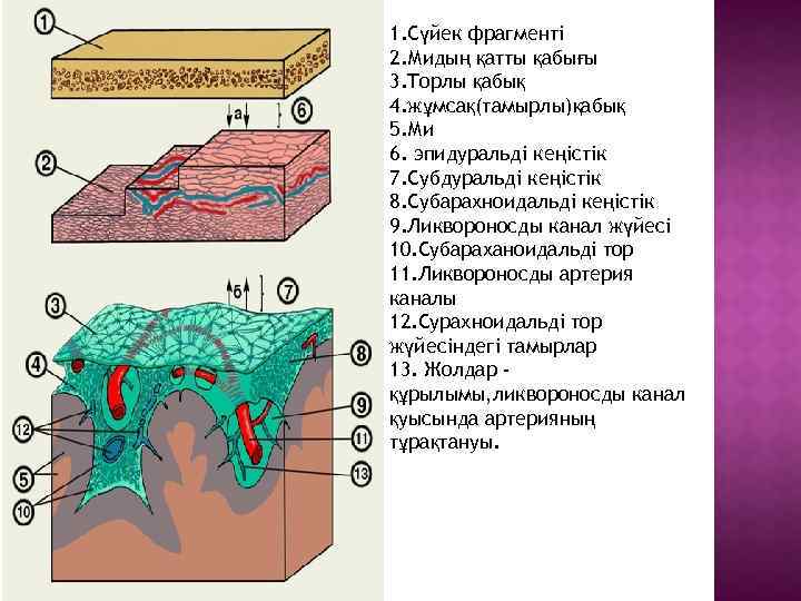 1. Сүйек фрагменті 2. Мидың қатты қабығы 3. Торлы қабық 4. жұмсақ(тамырлы)қабық 5. Ми