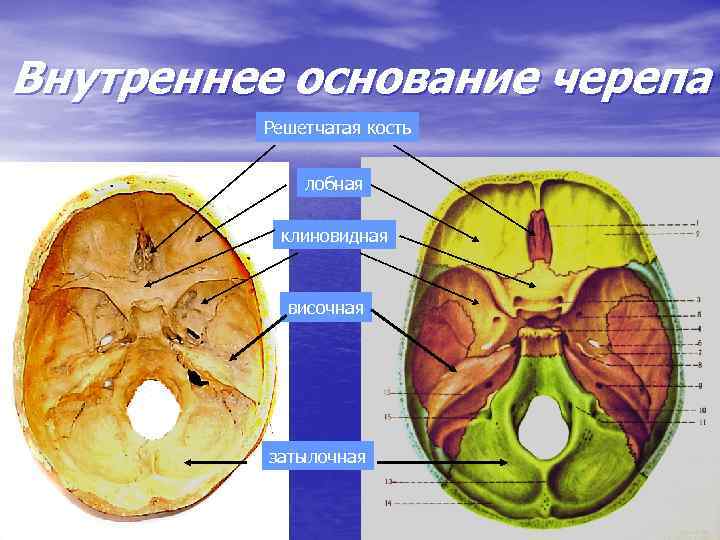 Основание черепа где находится фото