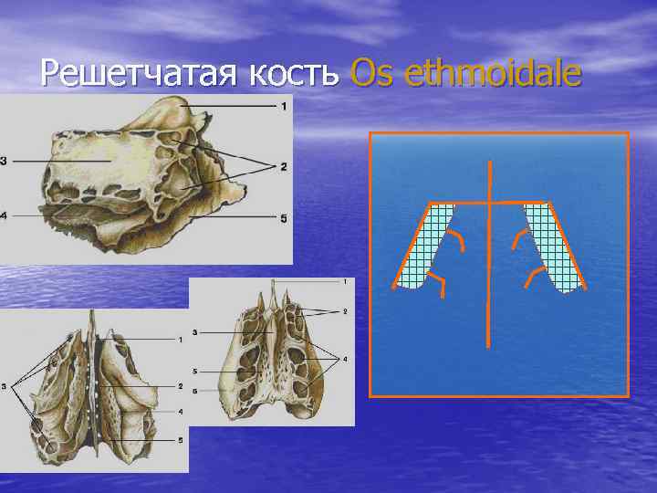 Решетчатая кость Os ethmoidale 