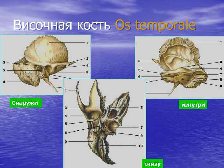 Височная кость Os temporale Снаружи изнутри снизу 