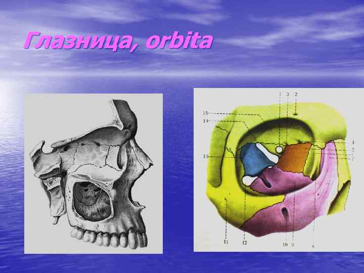 Глазница, orbita 