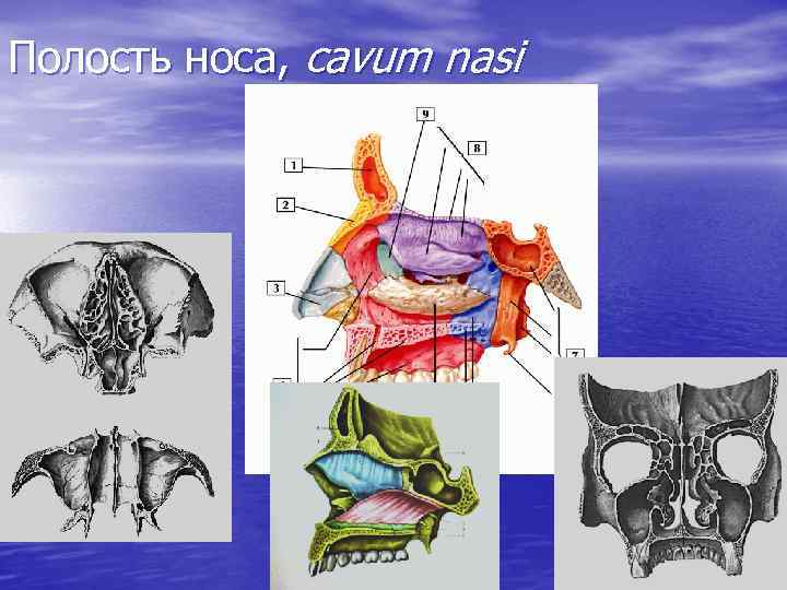 Полость носа, cavum nasi 