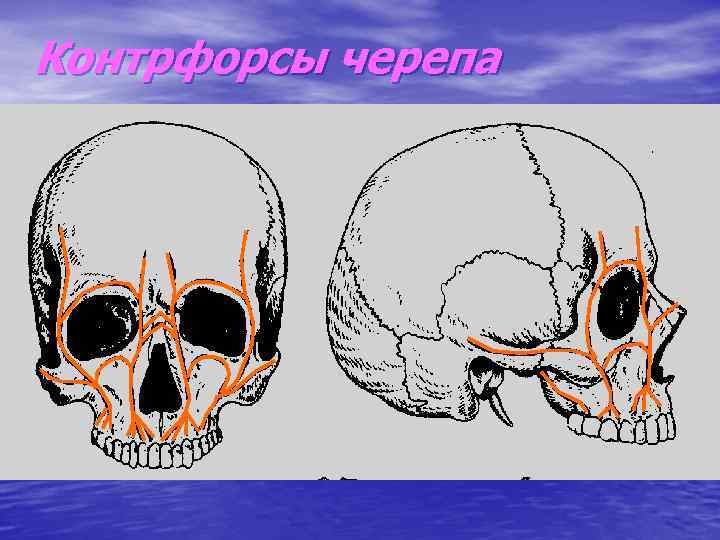 Схема контрфорсов анатомия