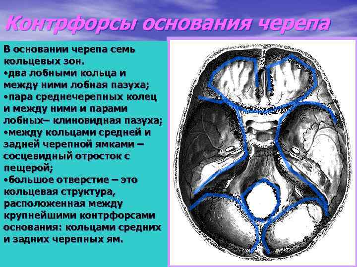 Контрфорсы основания черепа В основании черепа семь кольцевых зон. • два лобными кольца и