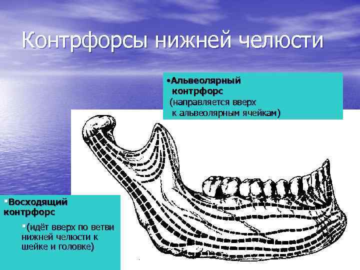 Схема контрфорсов анатомия