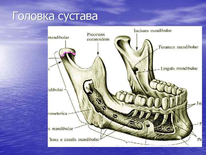 Головка сустава 