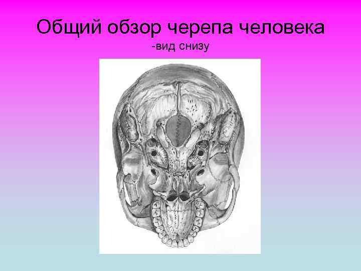 Общий обзор черепа человека -вид снизу 