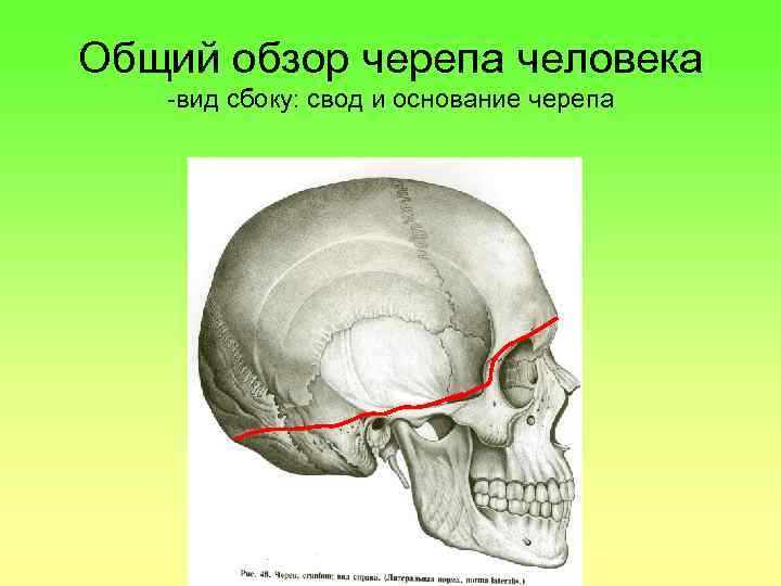 Мозговой череп свод и основание