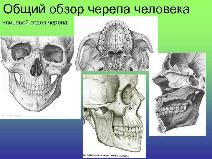 Общий обзор черепа человека -лицевой отдел черепа 