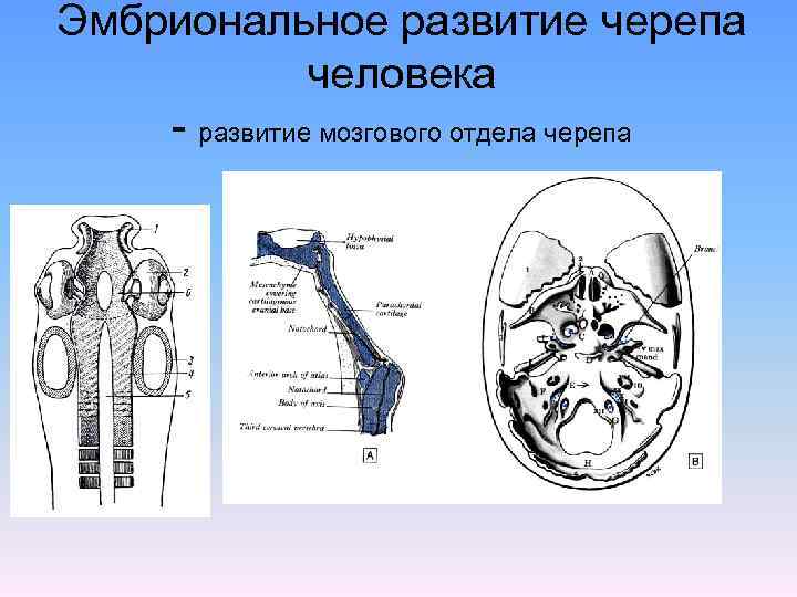 Развитие мозгового и лицевого черепа. Эмбриональное развитие черепа. Эмбриональное развитие черепа человека. Развитие мозгового отдела черепа. Источники развития мозгового черепа.