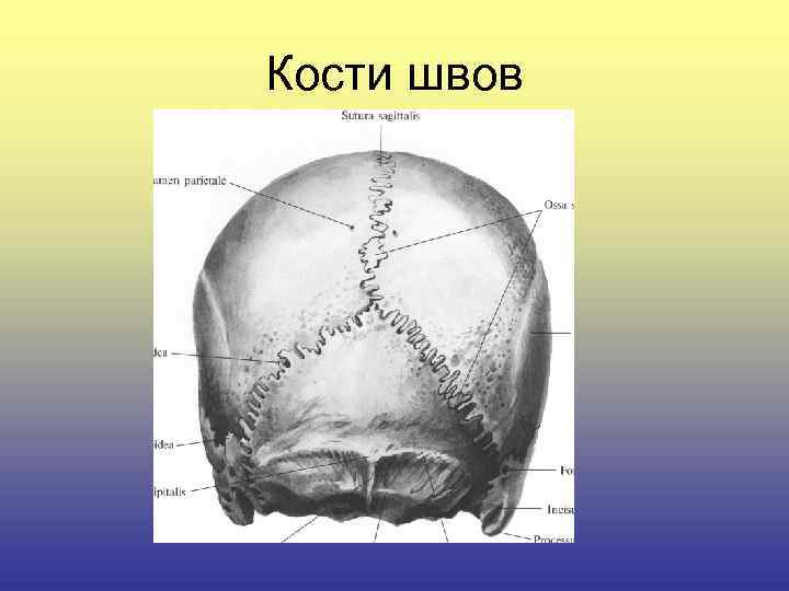 Затылочная кость черепа рисунок