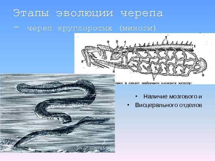 Этапы эволюции черепа - череп круглоротых (миноги) • Наличие мозгового и • Висцерального отделов