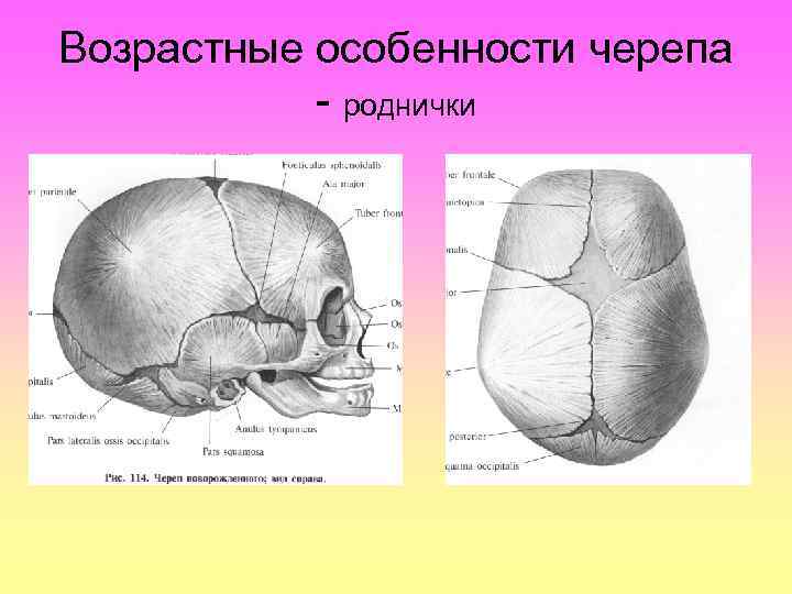 Возрастная анатомия черепа