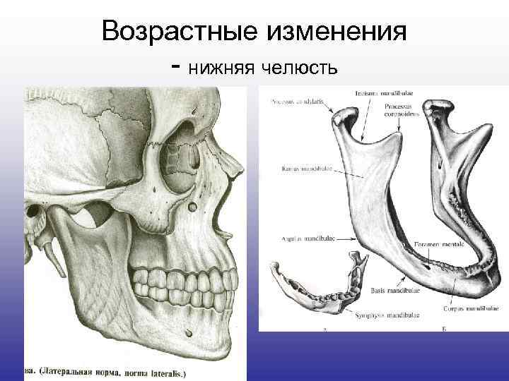 Возрастные изменения - нижняя челюсть 