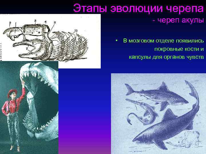 Этапы эволюции черепа - череп акулы • В мозговом отделе появились покровные кости и